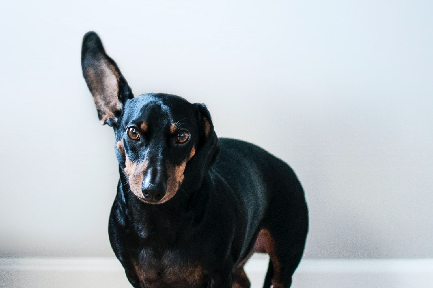 A black and tan dachshund standing on a white floor, using a dog communication device.