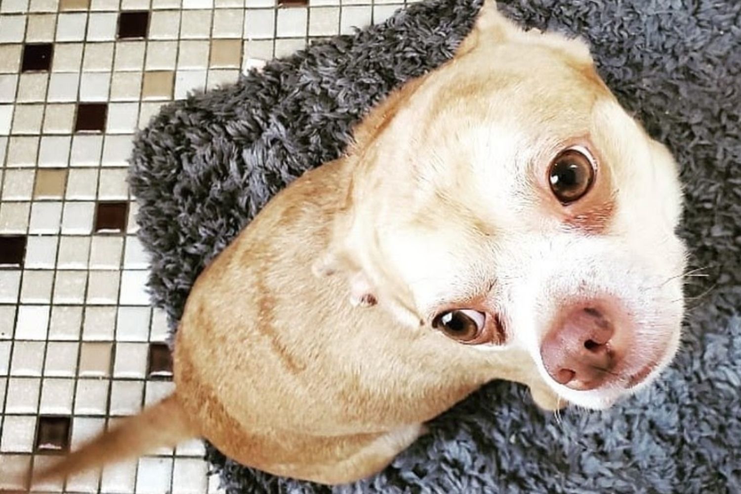 A chihuahua dog sitting on a rug in a bathroom found a home.