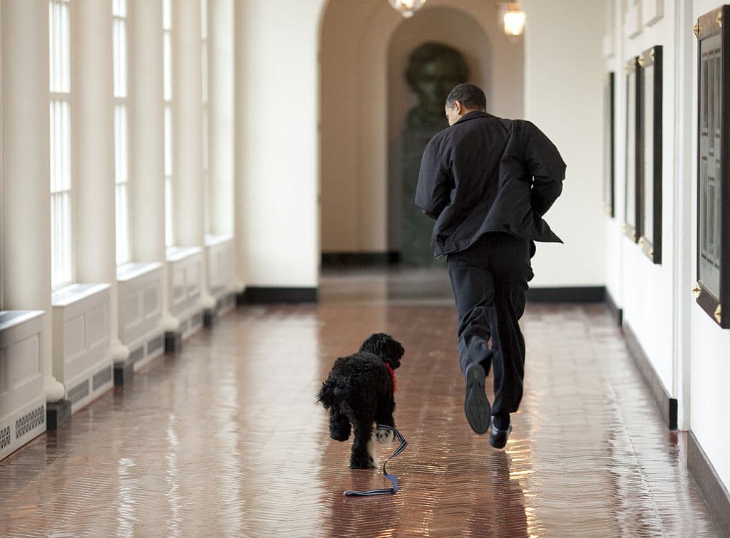 President Barack Obama and Bo