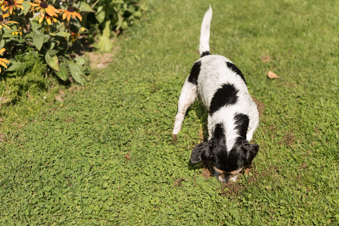 Dog eating dirt