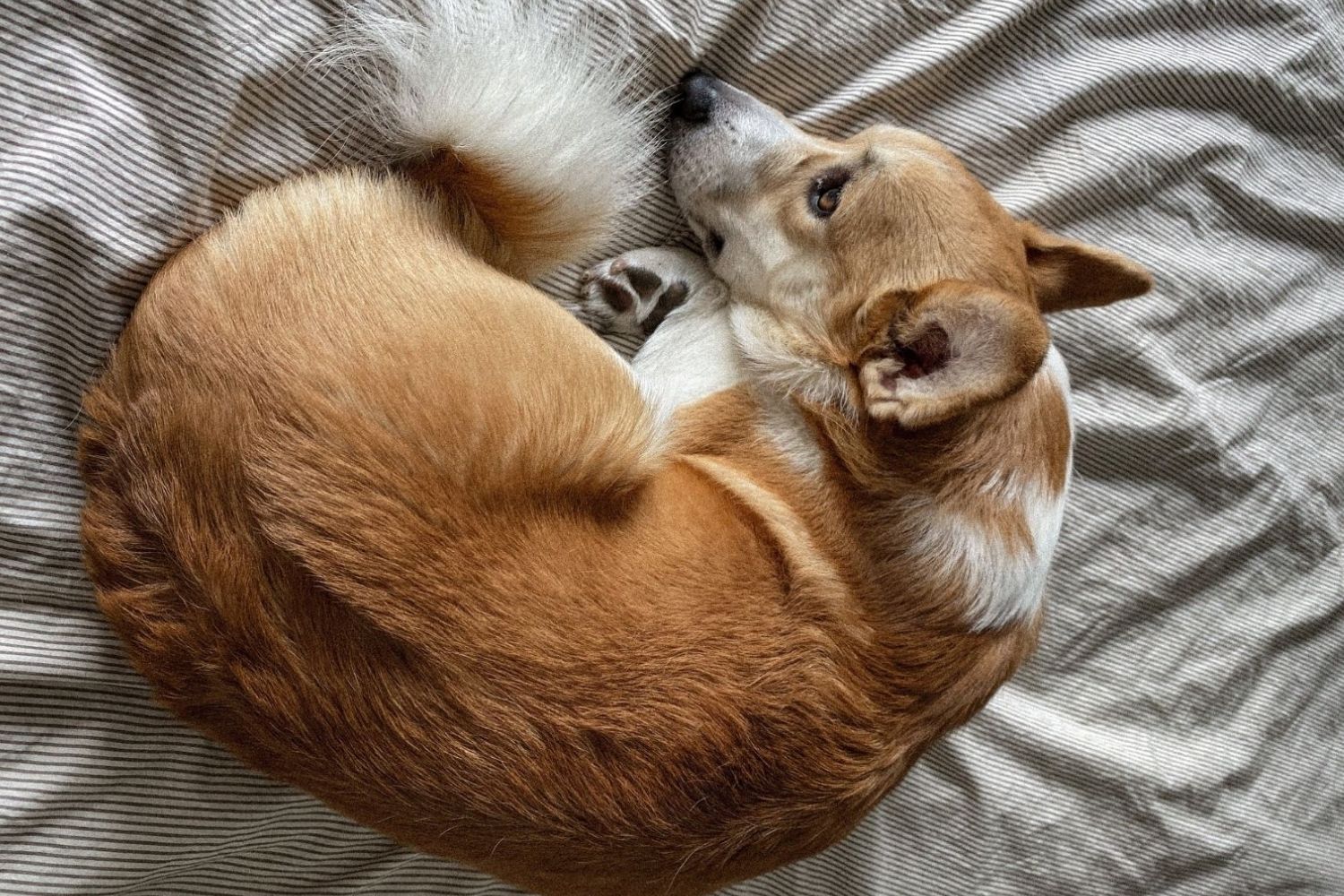 A dog dealing with Pica curled up on a bed.