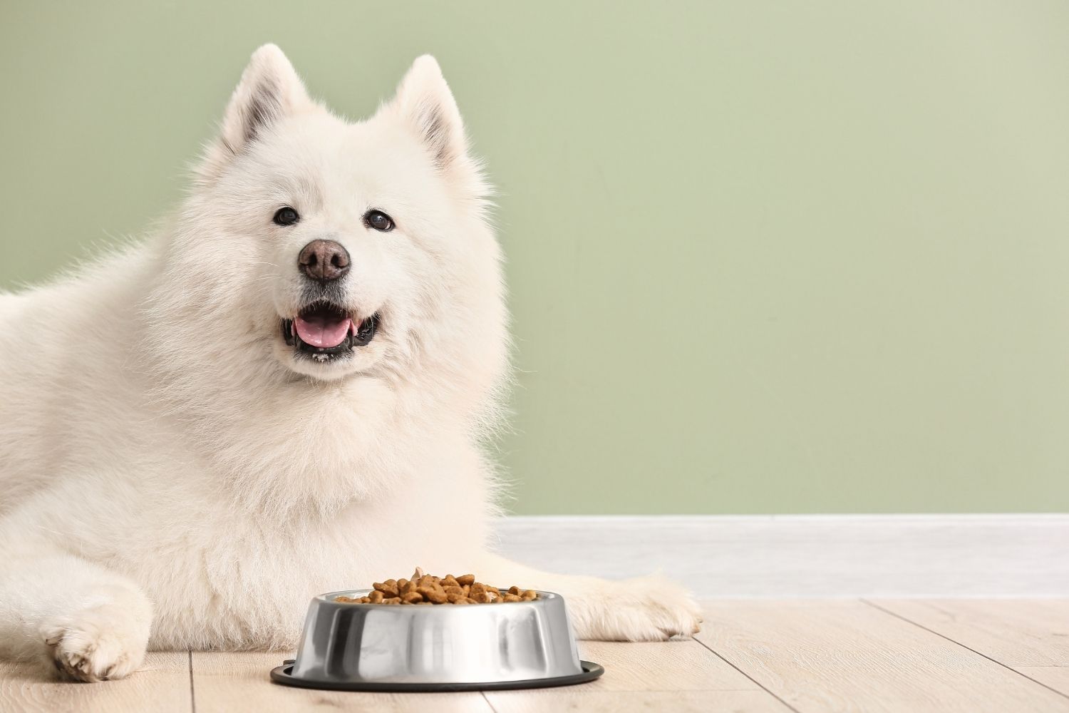 A white dog, the Chief Tasting Officer, with a bowl of Busch on the floor.