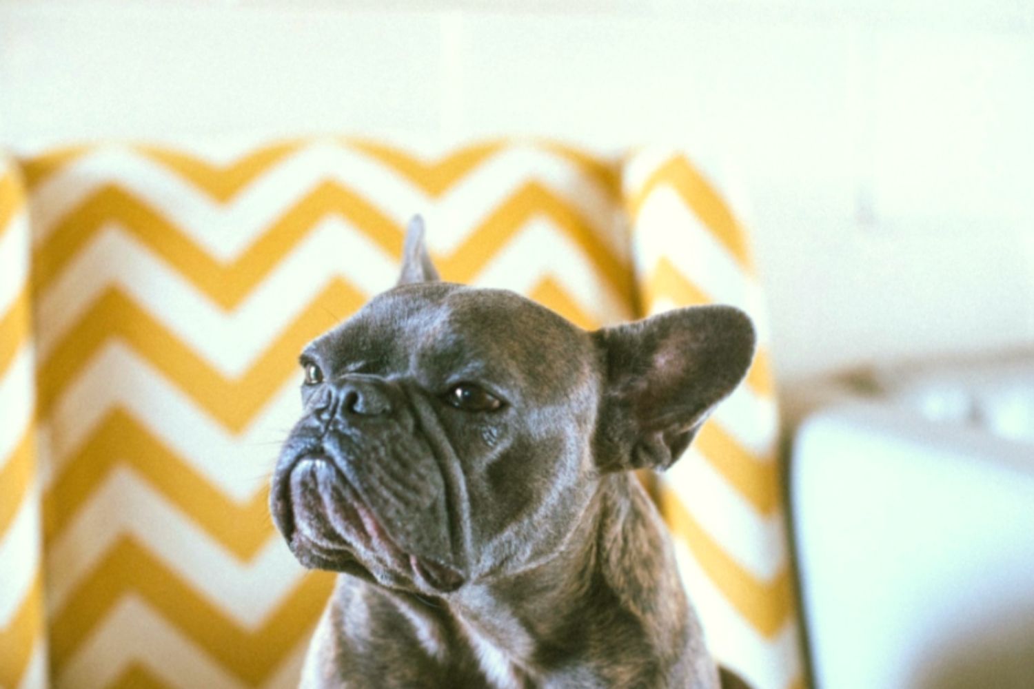 A grumpy French bulldog sits on a yellow chevron chair.