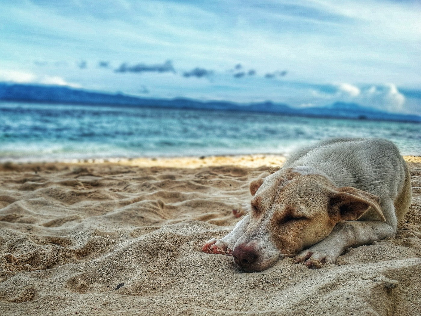 Beach Dog US bans import of dogs from countries