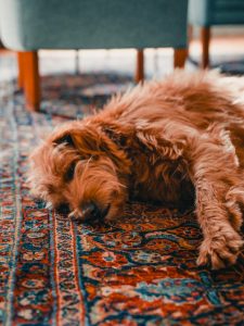 A dog lying on a rug.