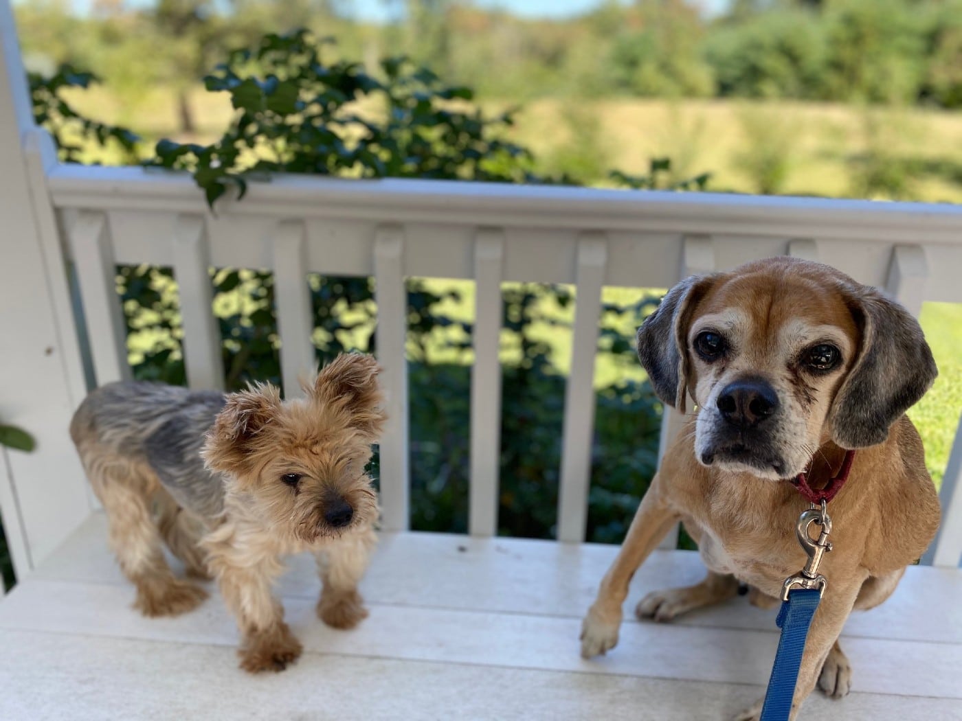 Two senior dogs standing on a porch with a leash.