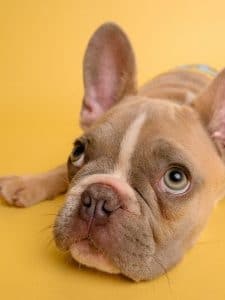 A french bulldog laying on a yellow background.