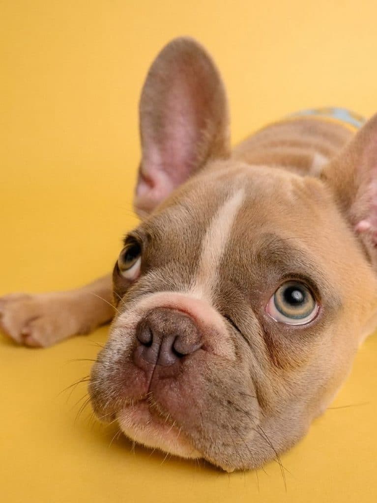 How to Stop Your Dog From Tearing Up Your Home When You Are Gone