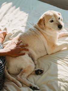 A person petting a dog.