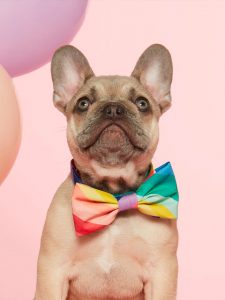 A dog wearing a bow tie.