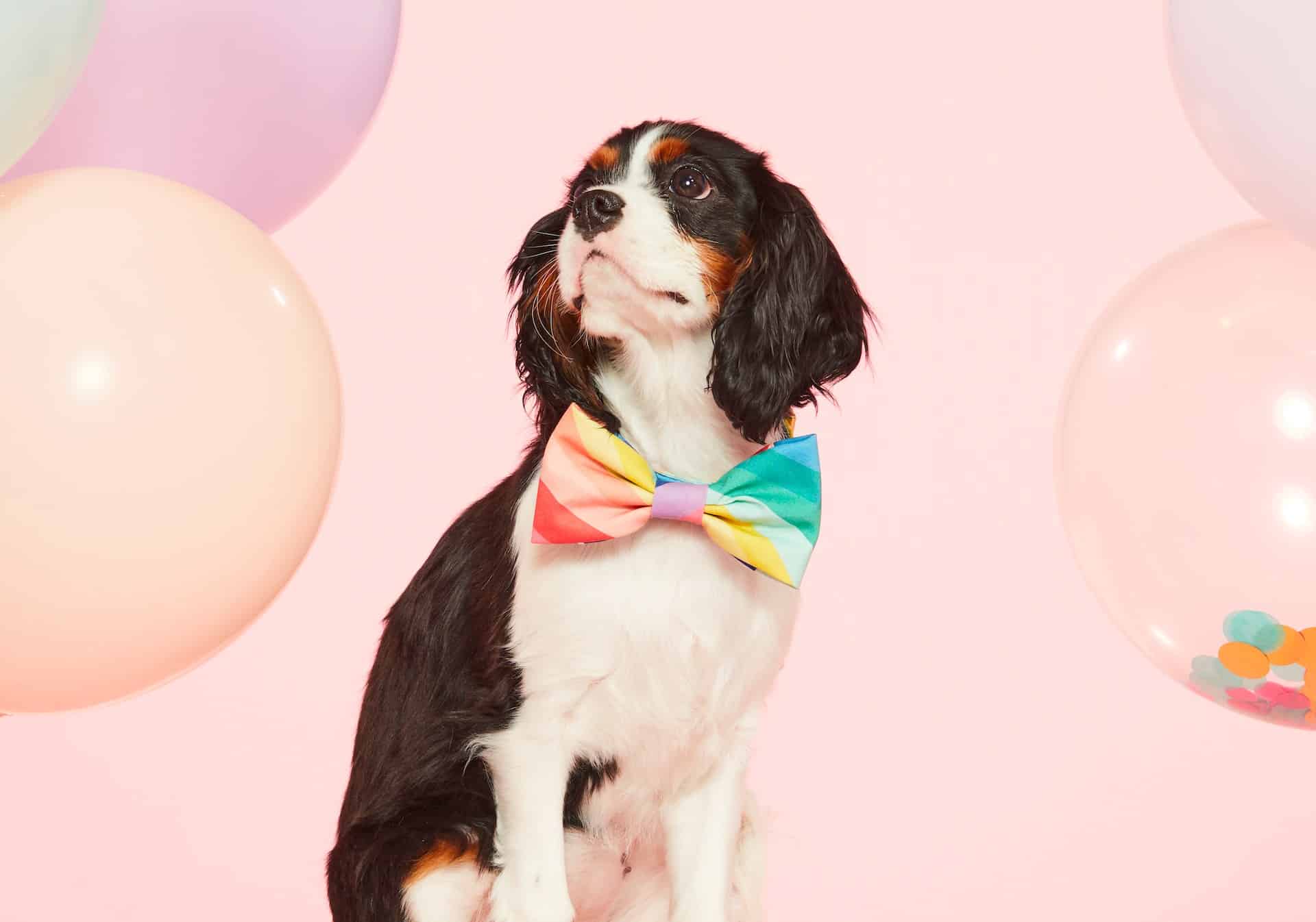 A dog wearing a Pride bow tie in front of balloons.