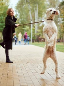 A woman is holding a white poodle on a leash.