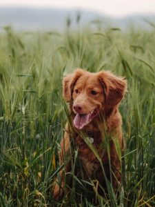 A brown dog sitting in a field of wheat.