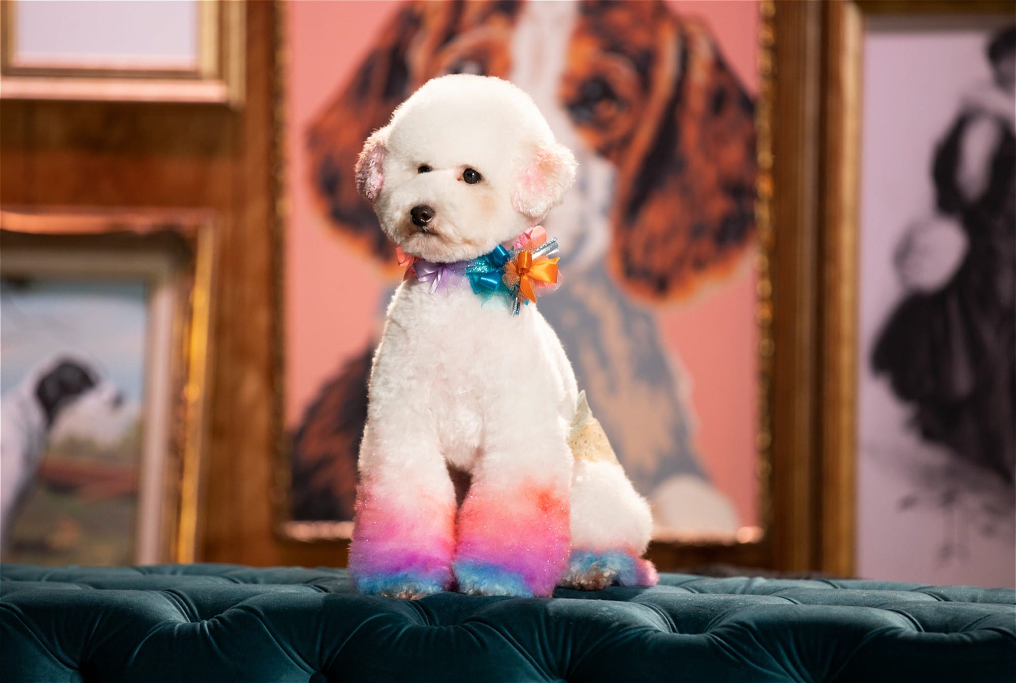 A white poodle sitting on a couch in front of paintings, ready to watch binge-worthy dog shows.