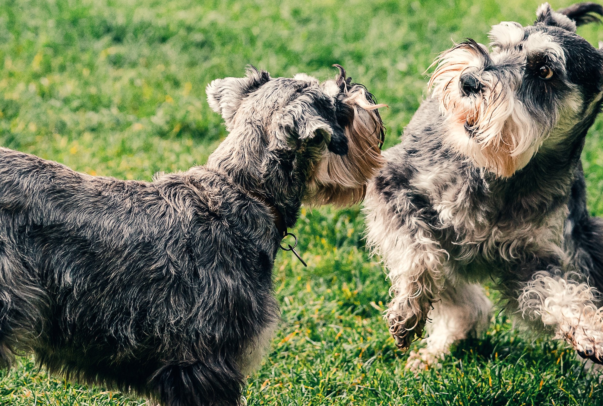 Dogs playing at a park