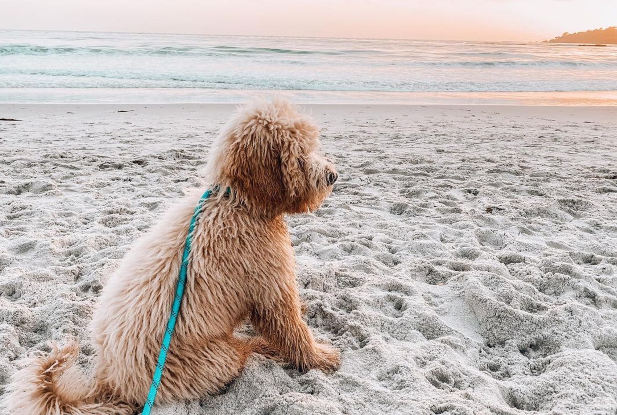 7 Dog-Friendly Beaches to Take Your Pup to Cool Off This Summer