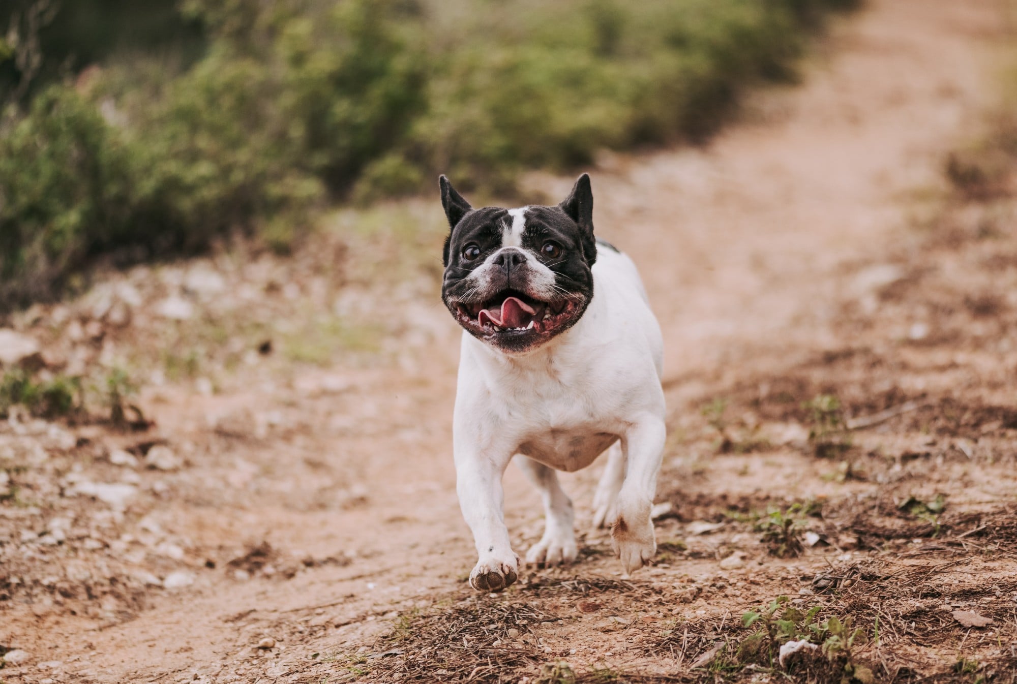 Dogs and heatstroke and heat stroke french bulldog