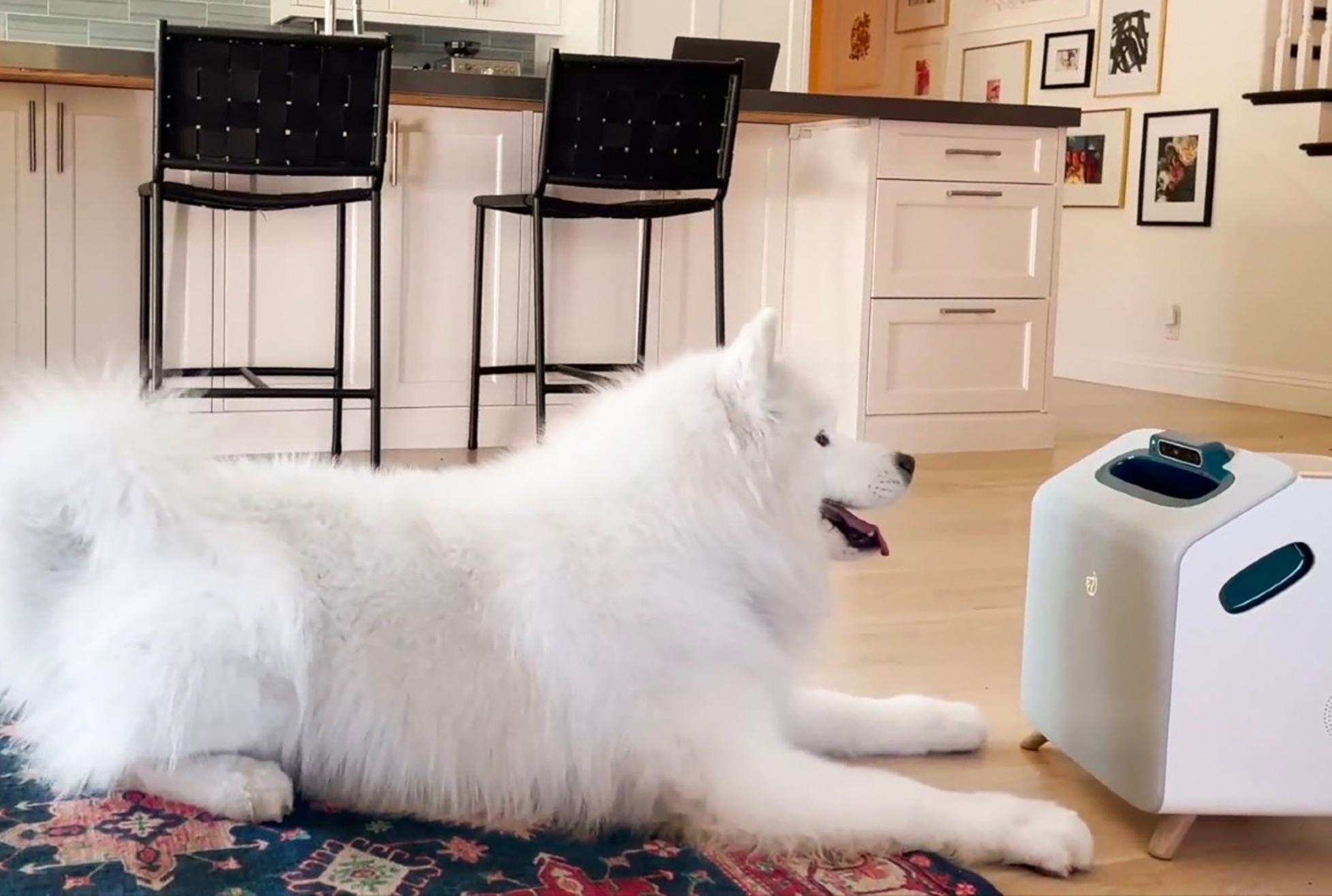 A white dog is laying on a rug next to a small device for dogs.