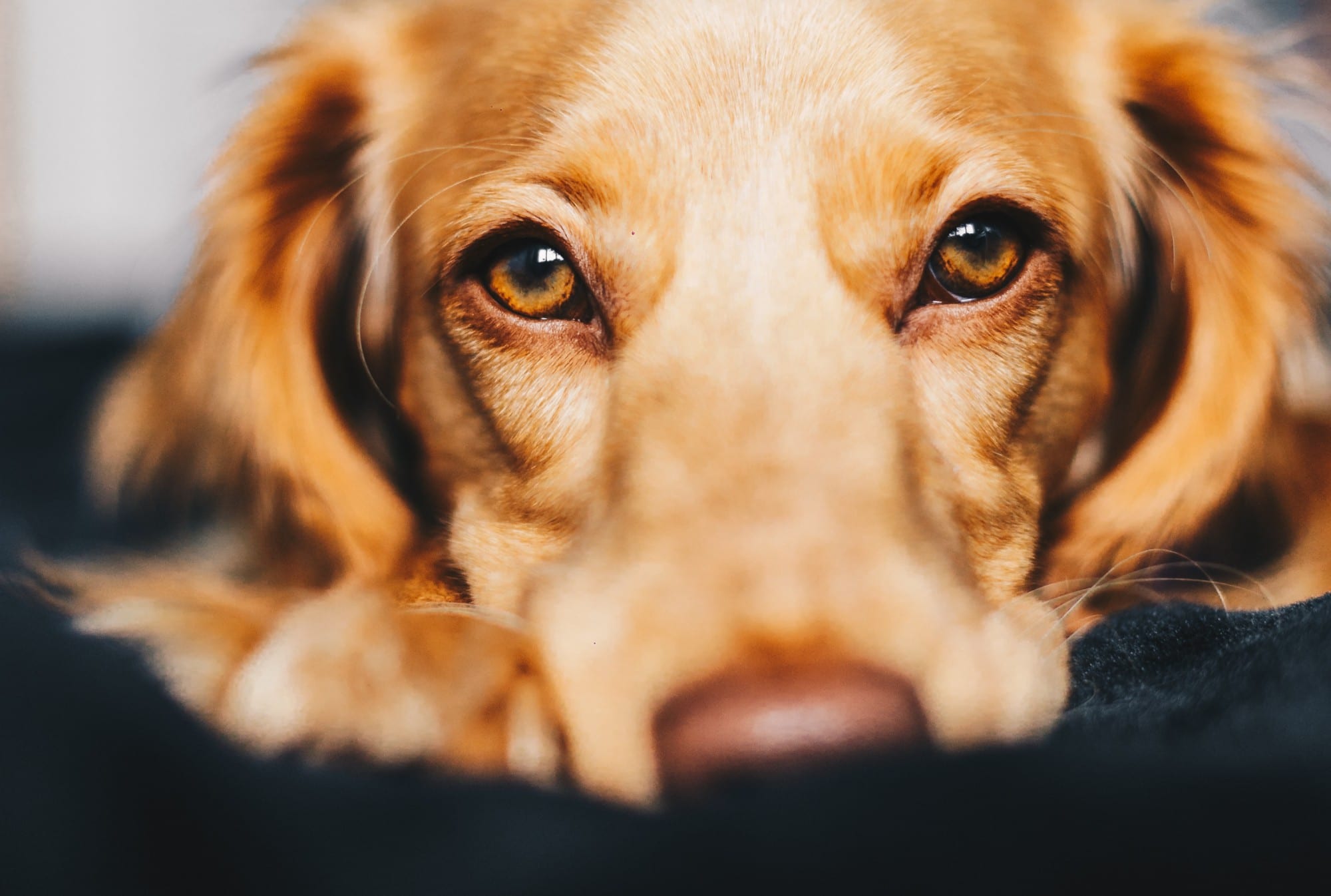 A close-up of a dog looking at the camera, who benefits from joint and hip supplements for arthritis.