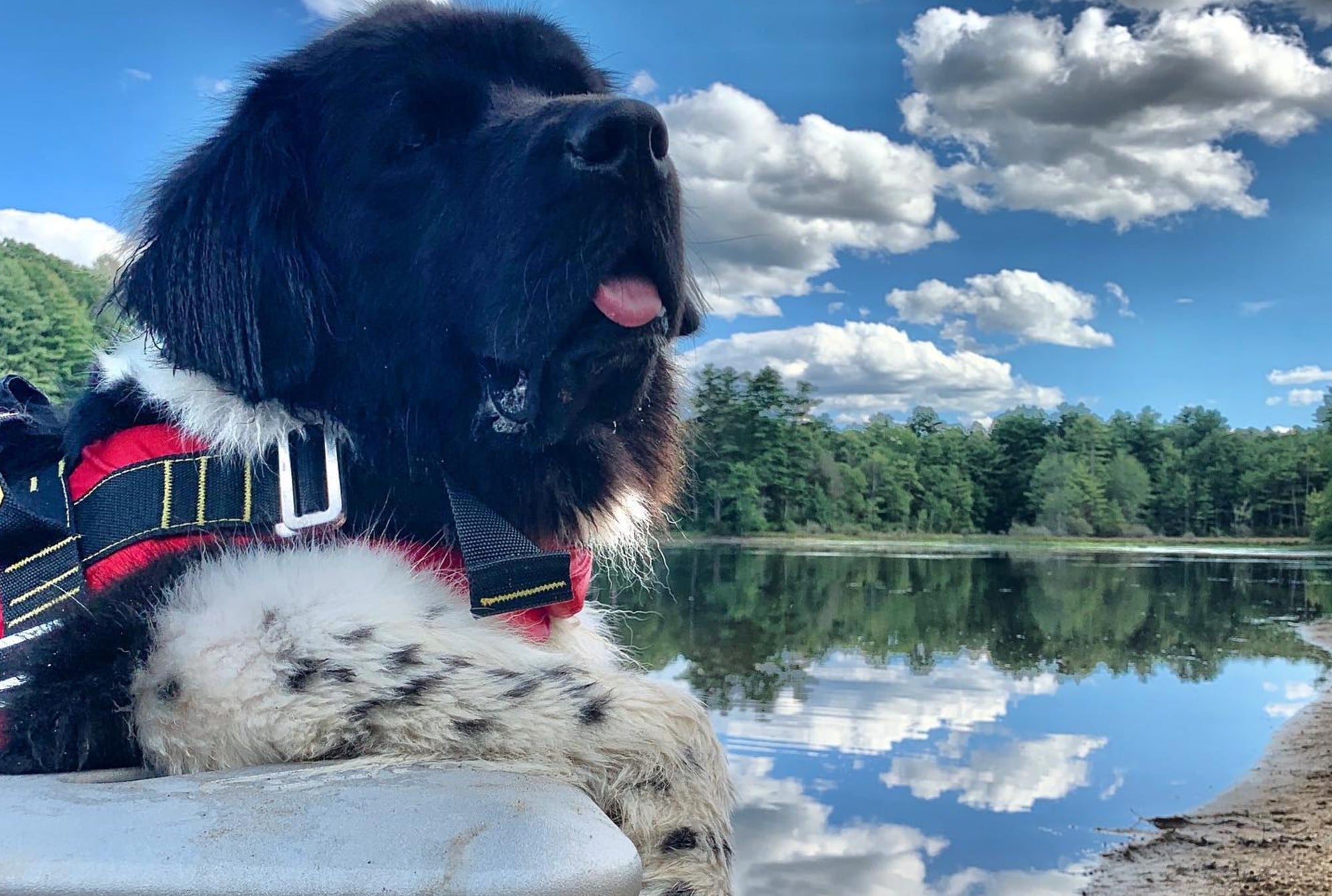 Meet the Newfie Making Waves as a Water Rescue Dog