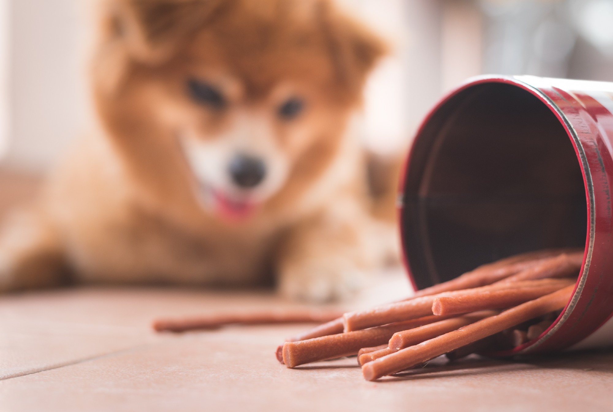 A dog next to a can of Pup-Peroni treats.