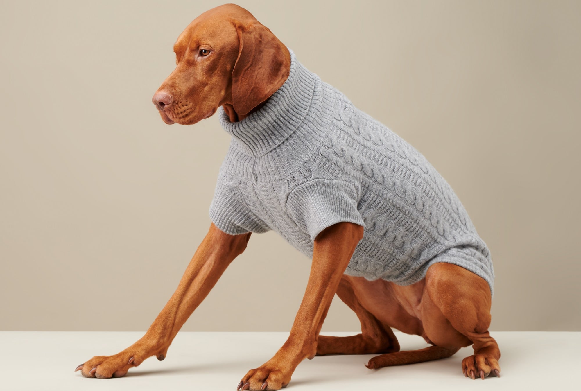 Cozy Up With Our Ultimate Dog Sweater Buying Guide - This Dogs Life