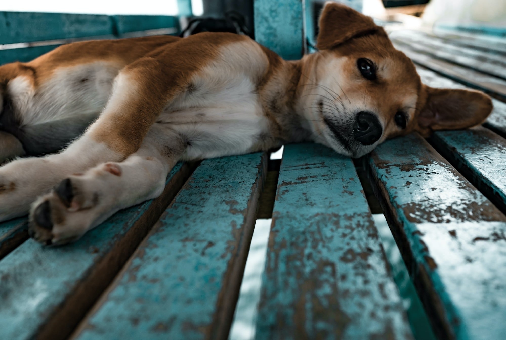 dog laying down