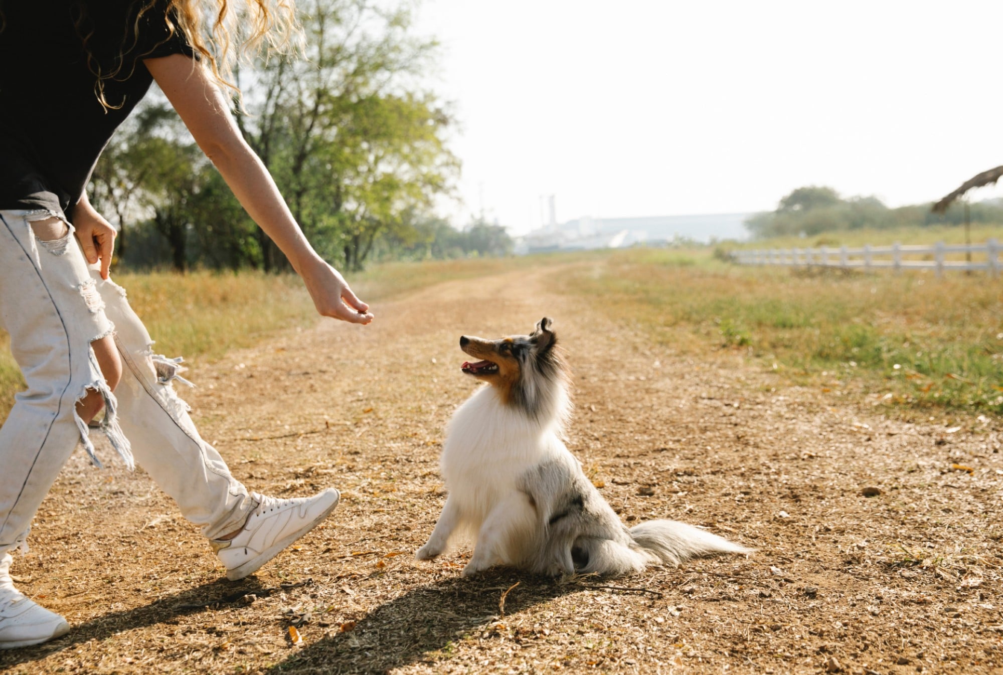 A woman teaching her dog to play on a dirt road.