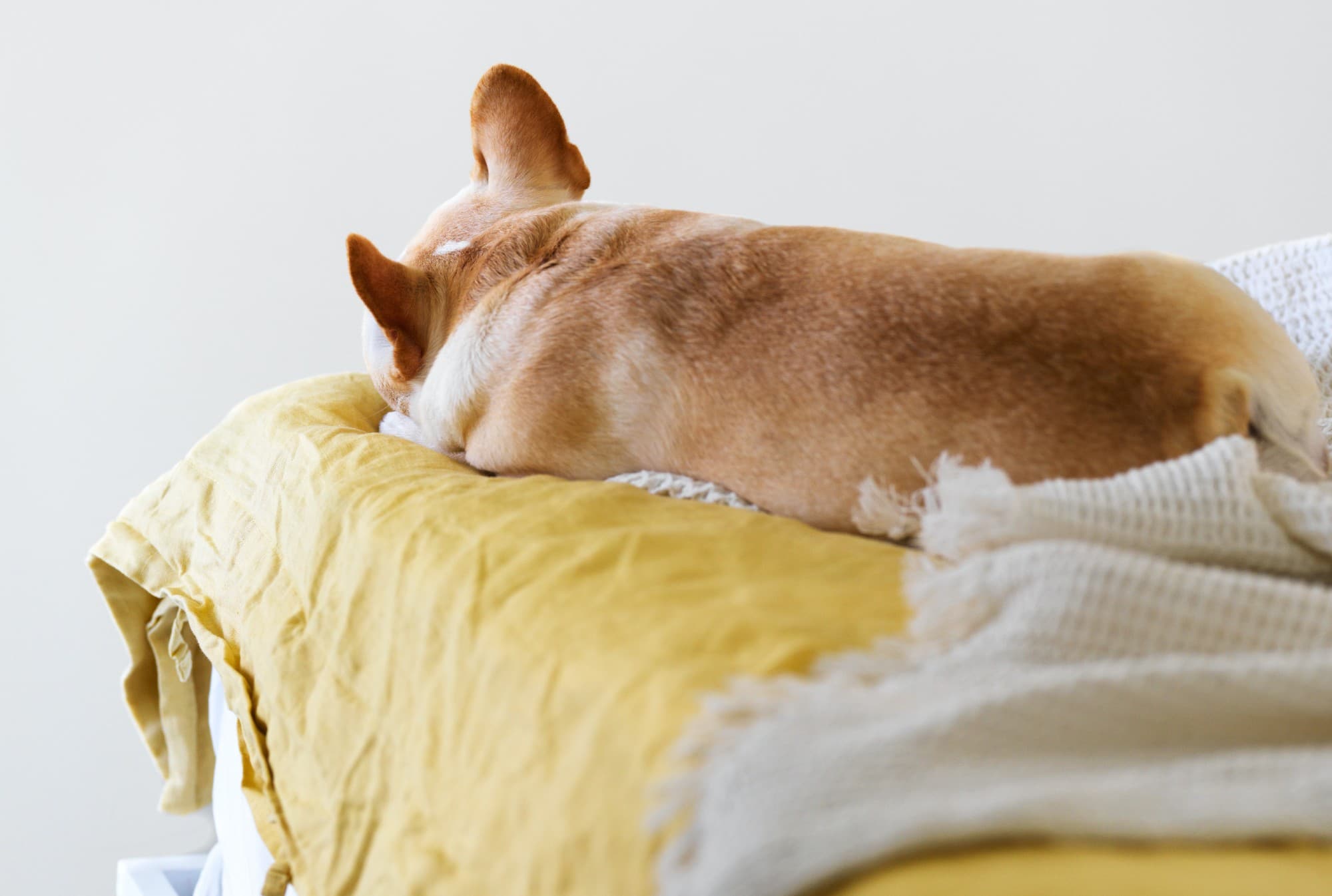 dog on bed