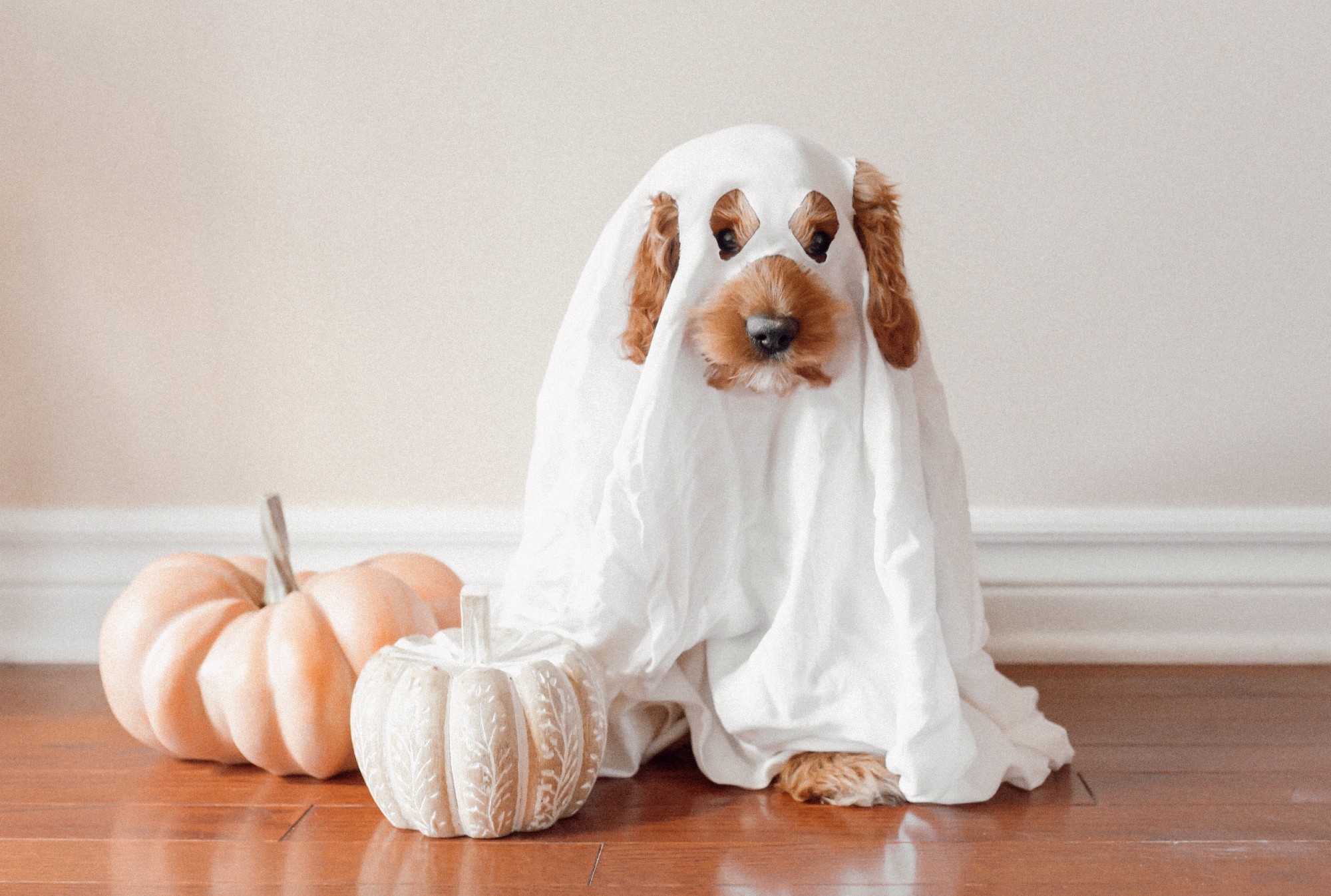 A dog dressed up as a ghost next to pumpkins, showcasing Halloween safety.