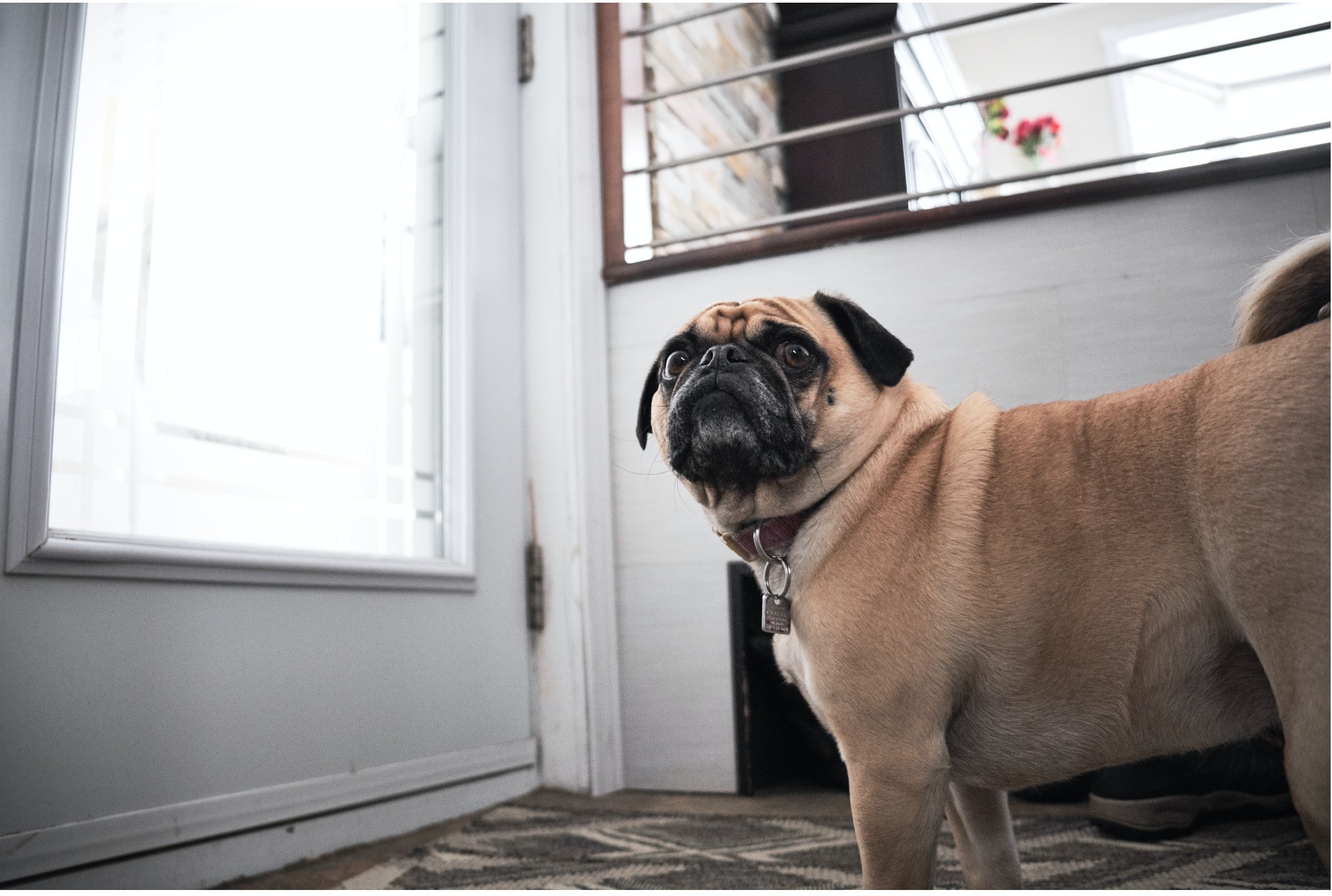 Preparing Your Dog for Your Return to the Office