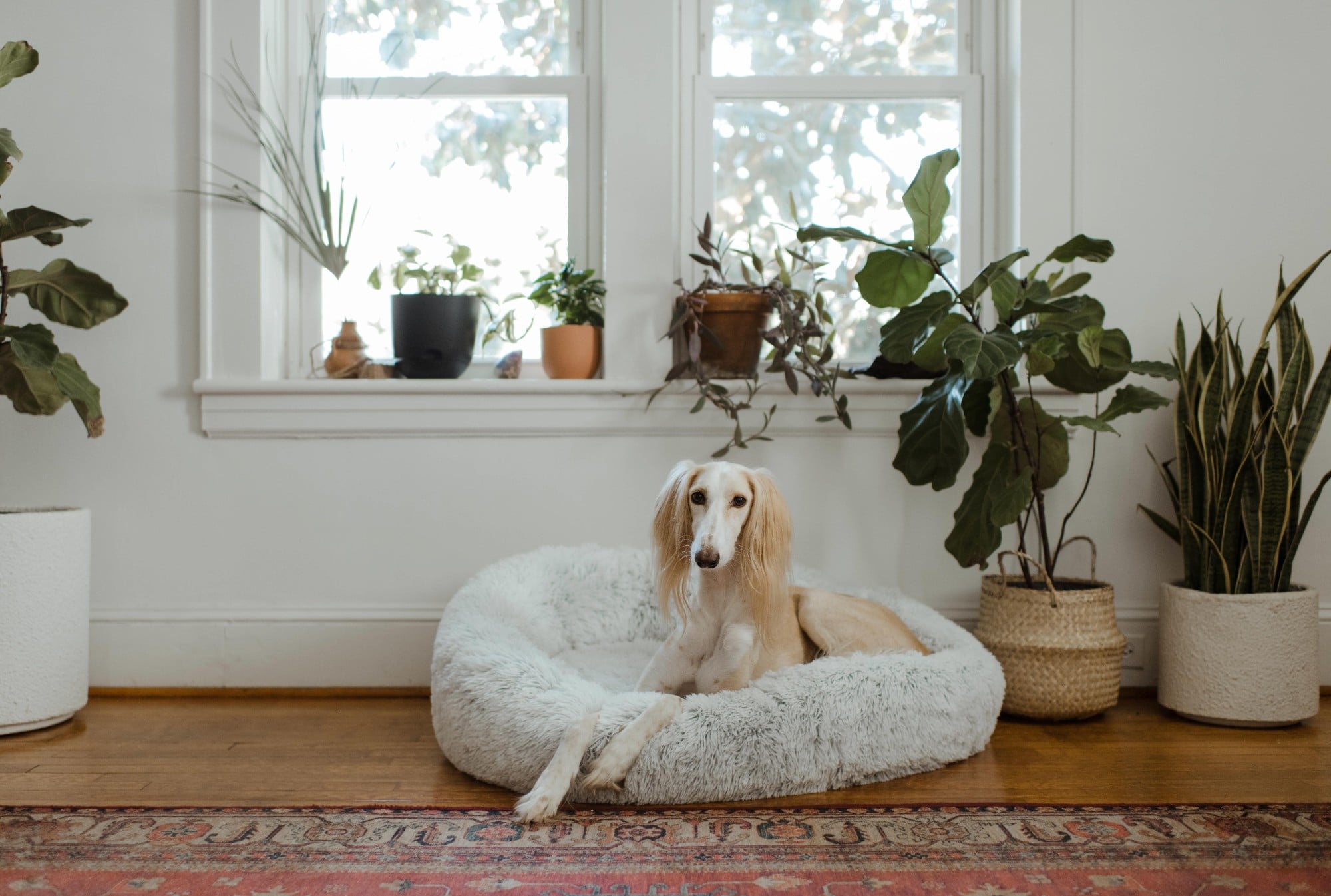 dog sitting on bed by plants