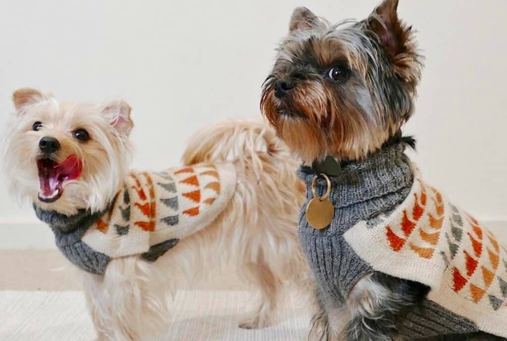 Two dogs wearing ultimate dog sweaters on a rug.