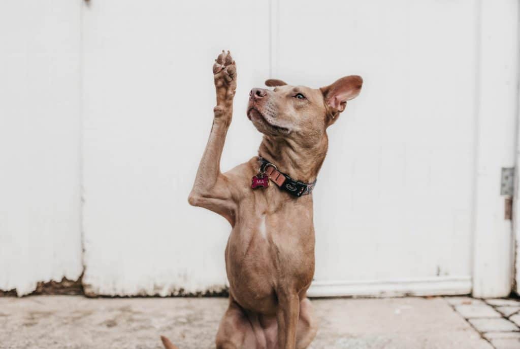 Dog Giving Paw Teaching Jobs for Dogs at Home