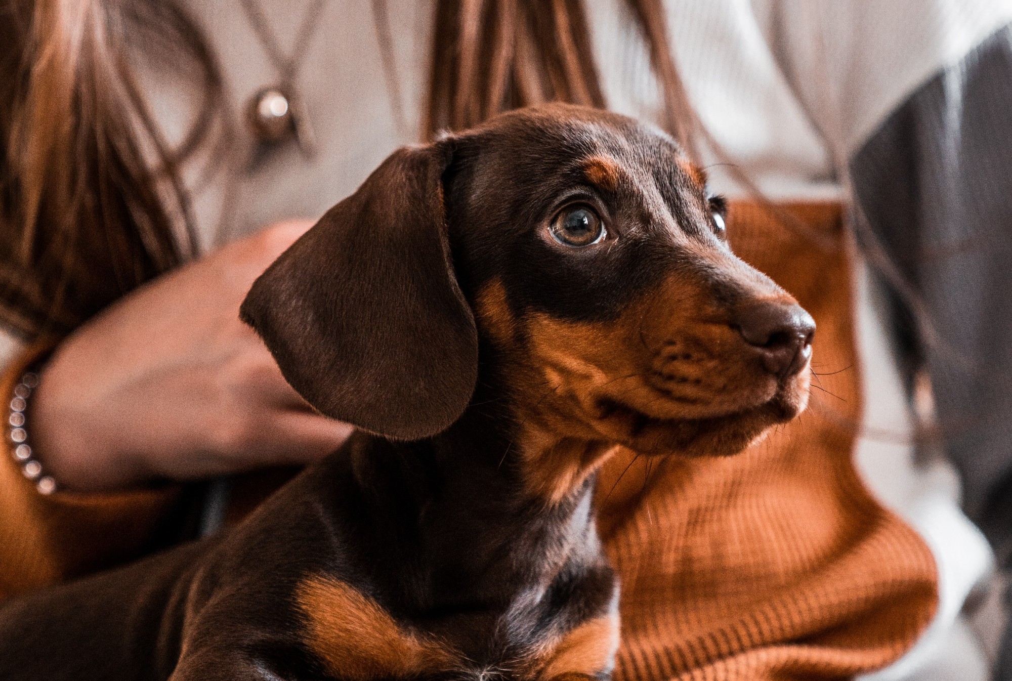 The Most Popular Dog Names of 2021