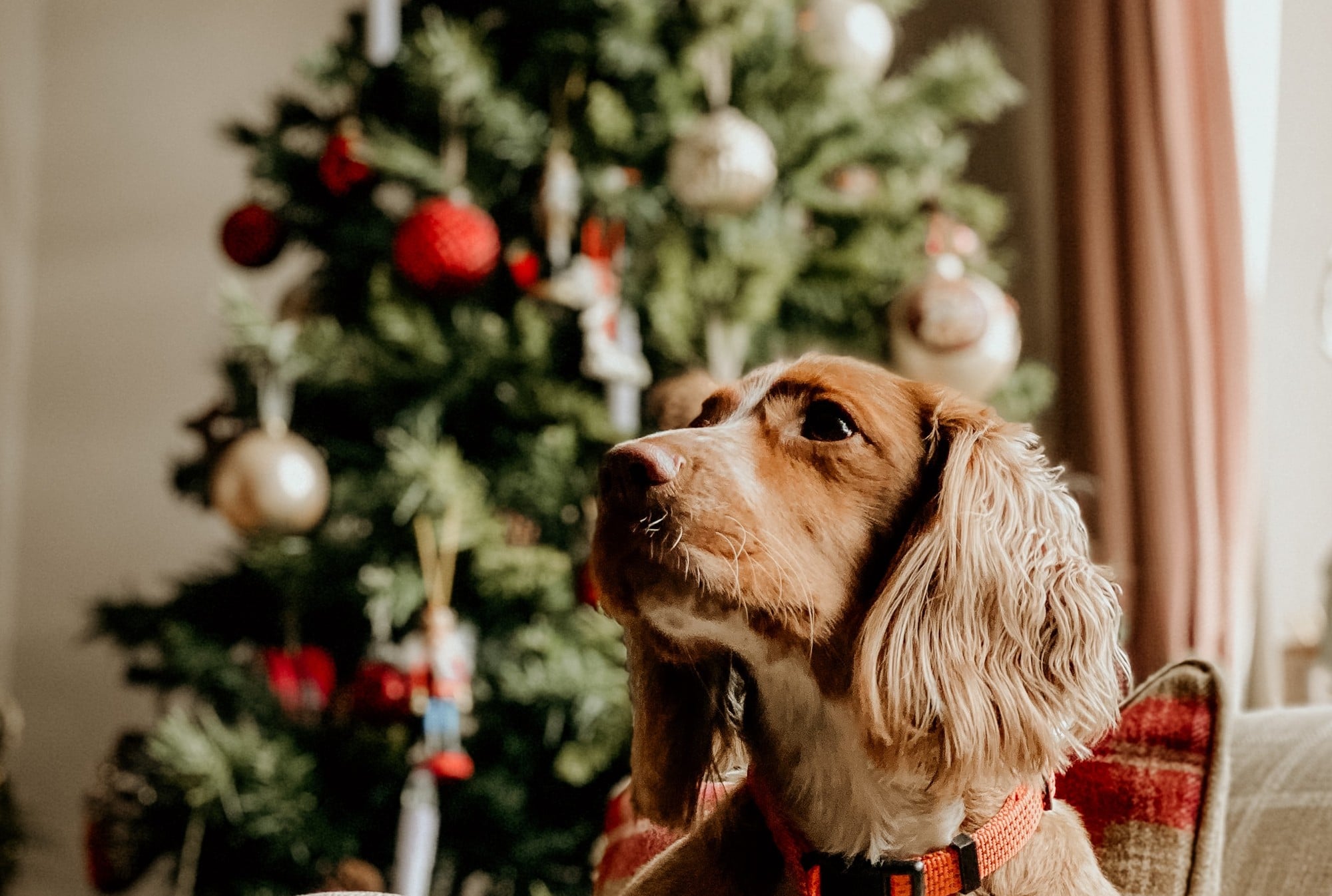 5 Toxic Holiday Plants for Dogs