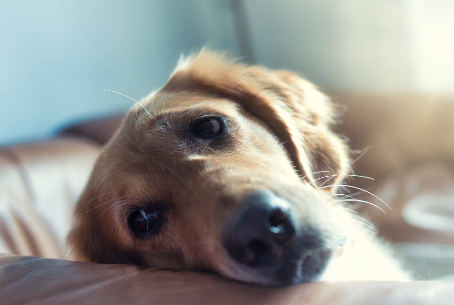11 Tips From the Pros on Calming Your Anxious Dog This Dogs Life