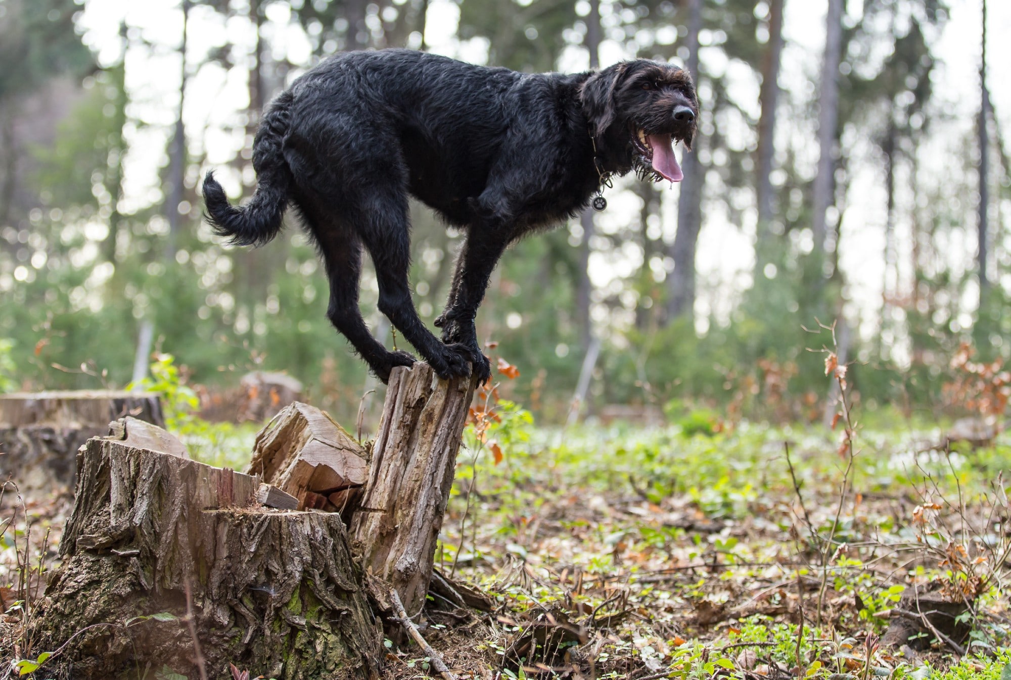 A black dog showcasing canine parkour skills by standing on top of a tree stump in the sport area.