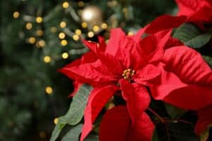 Close-up of a vibrant red poinsettia with dark green leaves, set against a softly lit background with golden holiday lights. Keep in mind that this stunning plant is among the toxic holiday plants, so ensure you practice holiday safety by keeping it out of reach of curious dogs.