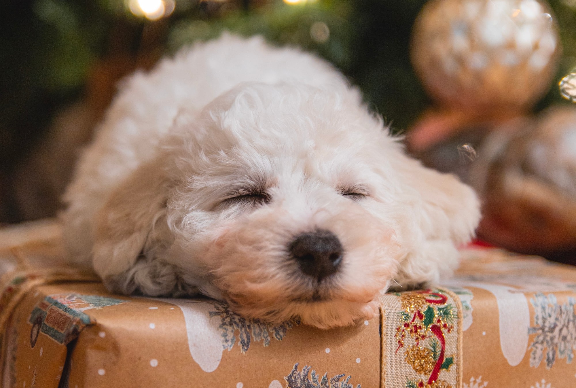 Dog gift guide