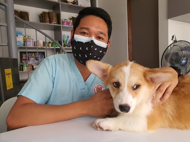 corgi at veterinarian clinic