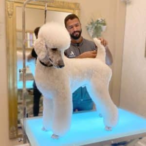 A Pop Art Dog Groomer is grooming a white poodle in a salon, revolutionizing the industry.