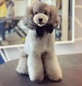 A grey poodle sitting on a table with a bow tie, groomed by a Dog Groomer revolutionizing the industry.