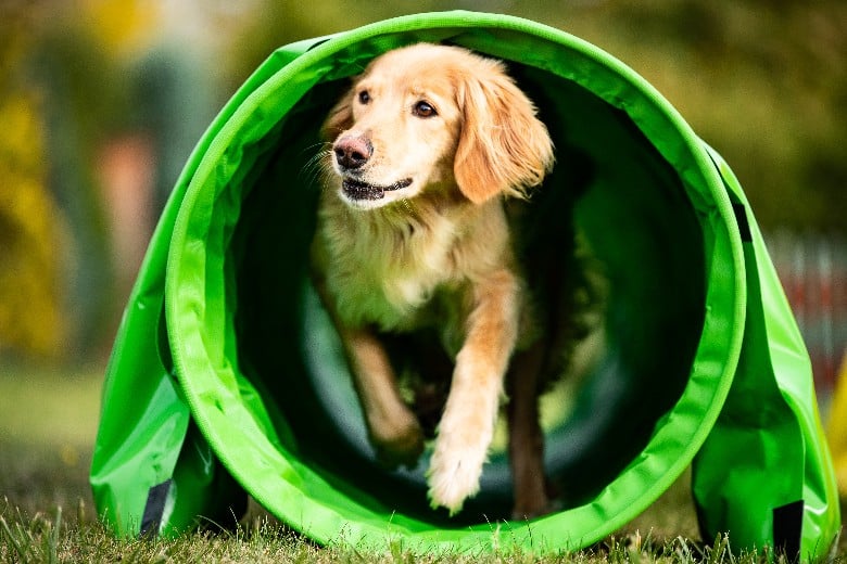 Golden Retriever in Agility