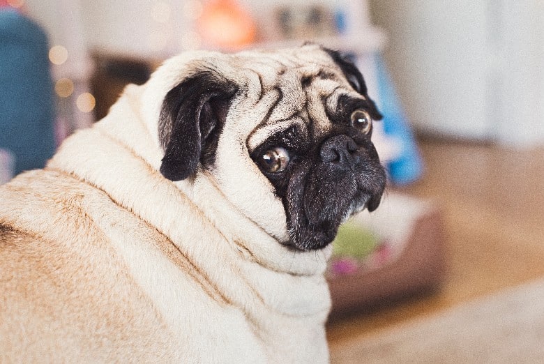 obese fat pug