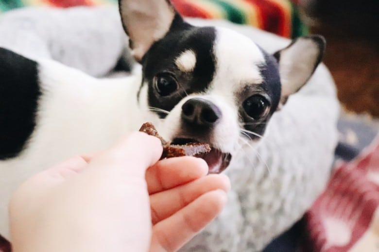 Ozzy trying Chippin's Silver Carp Jerky