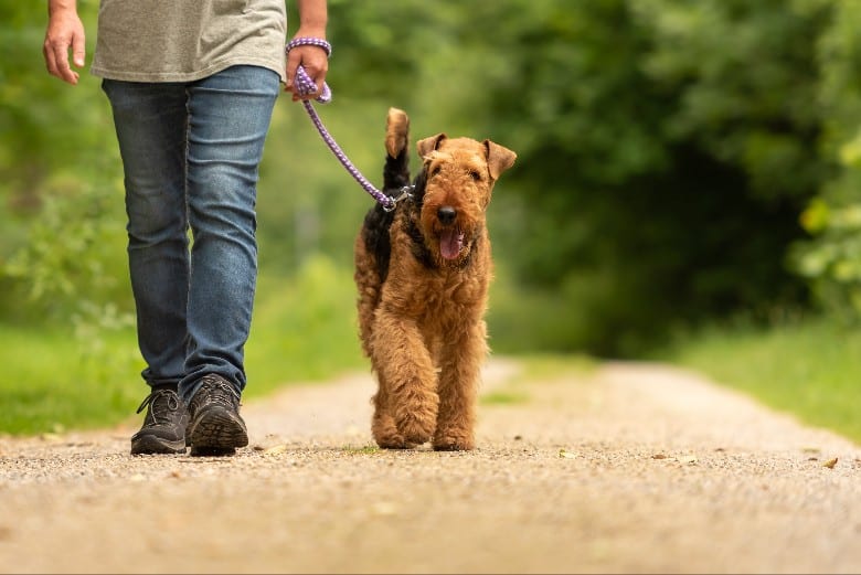 Taking your dog on a walk in the woods