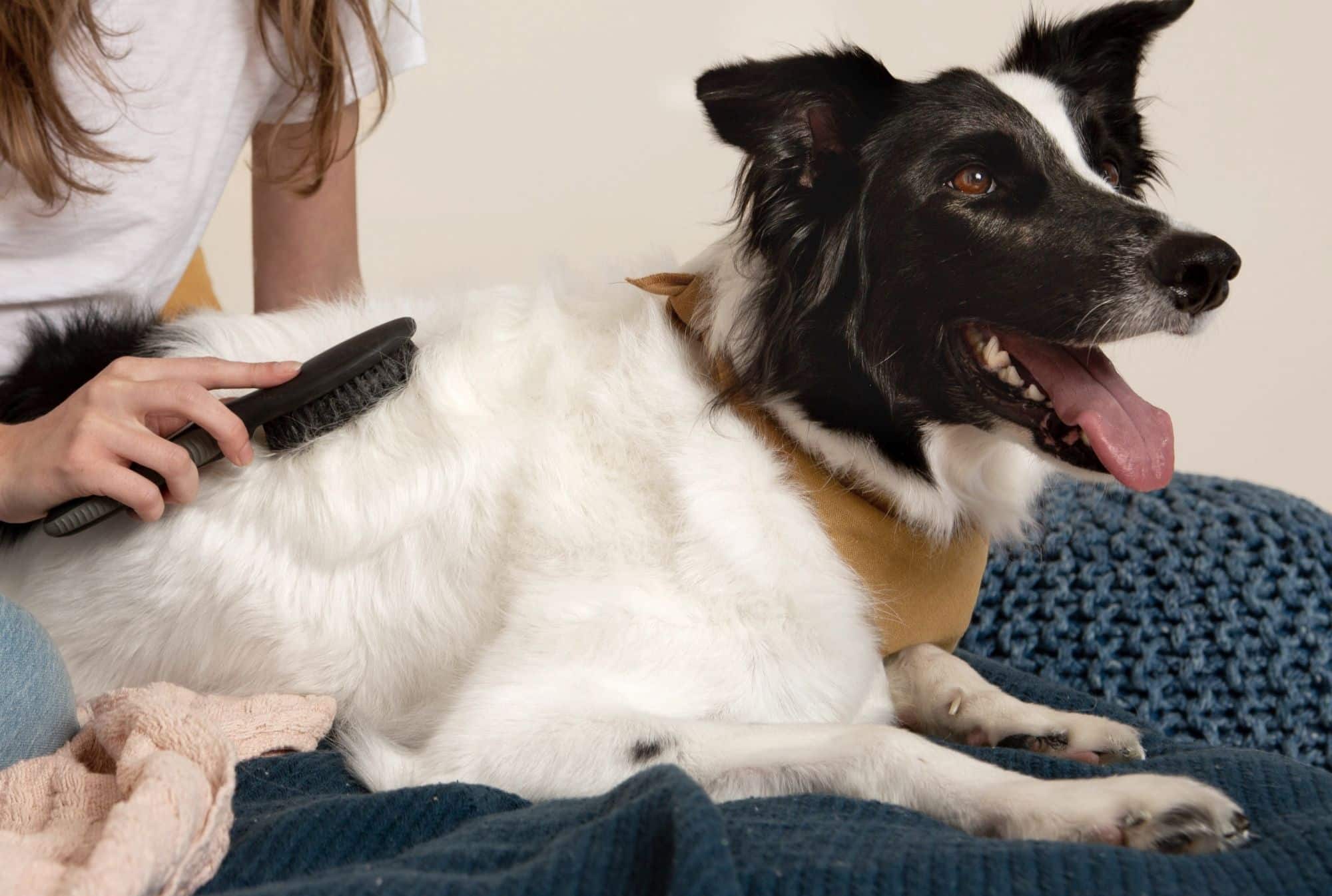 Brushing a Dog