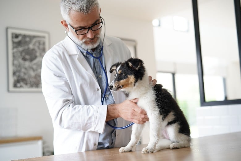 dog at vet clinic getting heart checked