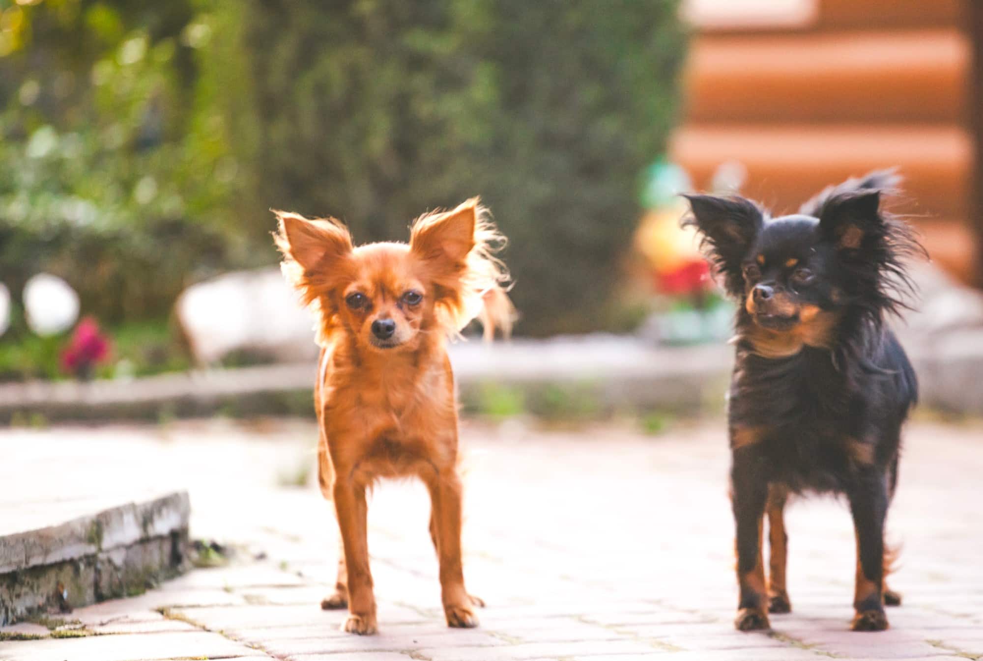 Two AKC new breeds of chihuahua dogs standing on a brick walkway.